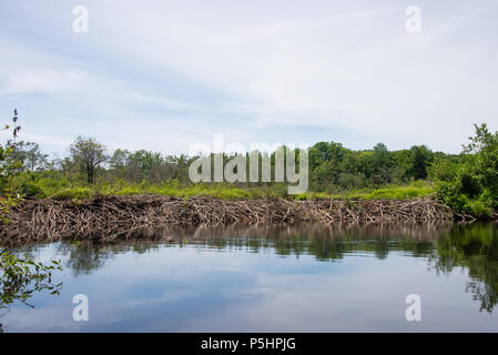 Un barrage de castor sur le Kunjamuk River dans les Adirondacks, NY USA Banque D'Images