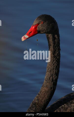 Oiseaux d’eau Banque D'Images