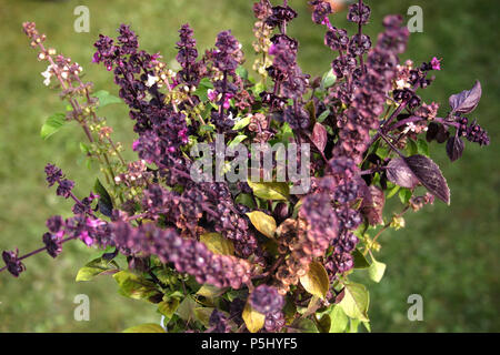 Bouquet de basilic pourpre Banque D'Images