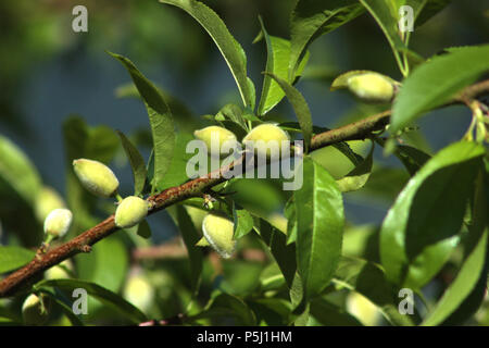 Les pêches non mûr on tree branch Banque D'Images