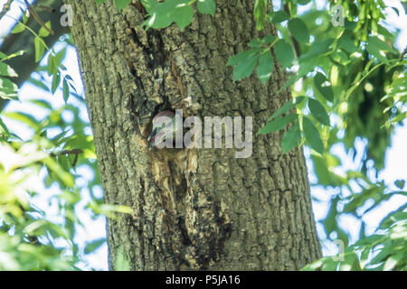 Londres, Royaume-Uni. 27 Juin, 2018. Un jeune pic vert attend d'être nourris à son site de nidification dans la région de Peckham Rye. David Rowe/ Alamy Live News Banque D'Images