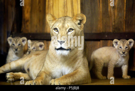 Pilsen, République tchèque. 27 Juin, 2018. Baptême de trois oursons de barbary lionne Tamika appelé, qui sont nés le 12 mai 2018, a eu lieu dans le Zoo de Plzen, République tchèque, le 27 juin 2018. Une femelle et deux mâles cube cubes ont été donnés les noms arabes, Damali Deema et Dabir. Photo : CTK Miroslav Chaloupka/Photo/Alamy Live News Banque D'Images