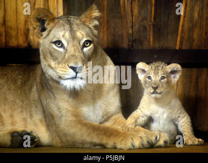 Pilsen, République tchèque. 27 Juin, 2018. Baptême de trois oursons de barbary lionne Tamika appelé, qui sont nés le 12 mai 2018, a eu lieu dans le Zoo de Plzen, République tchèque, le 27 juin 2018. Une femelle et deux mâles cube cubes ont été donnés les noms arabes, Damali Deema et Dabir. Photo : CTK Miroslav Chaloupka/Photo/Alamy Live News Banque D'Images