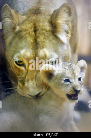 Pilsen, République tchèque. 27 Juin, 2018. Baptême de trois oursons de barbary lionne Tamika appelé, qui sont nés le 12 mai 2018, a eu lieu dans le Zoo de Plzen, République tchèque, le 27 juin 2018. Une femelle et deux mâles cube cubes ont été donnés les noms arabes, Damali Deema et Dabir. Photo : CTK Miroslav Chaloupka/Photo/Alamy Live News Banque D'Images