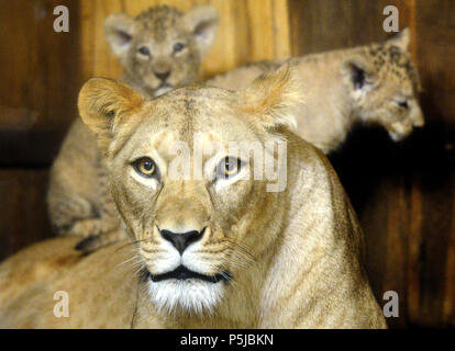 Pilsen, République tchèque. 27 Juin, 2018. Baptême de trois oursons de barbary lionne Tamika appelé, qui sont nés le 12 mai 2018, a eu lieu dans le Zoo de Plzen, République tchèque, le 27 juin 2018. Une femelle et deux mâles cube cubes ont été donnés les noms arabes, Damali Deema et Dabir. Photo : CTK Miroslav Chaloupka/Photo/Alamy Live News Banque D'Images