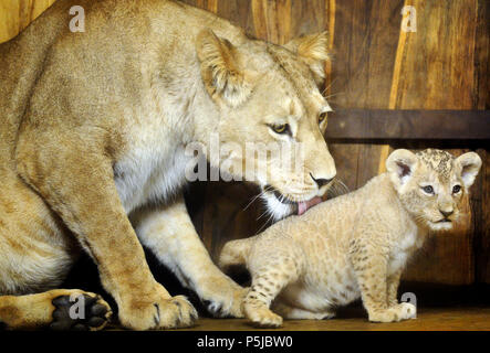 Pilsen, République tchèque. 27 Juin, 2018. Baptême de trois oursons de barbary lionne Tamika appelé, qui sont nés le 12 mai 2018, a eu lieu dans le Zoo de Plzen, République tchèque, le 27 juin 2018. Une femelle et deux mâles cube cubes ont été donnés les noms arabes, Damali Deema et Dabir. Photo : CTK Miroslav Chaloupka/Photo/Alamy Live News Banque D'Images