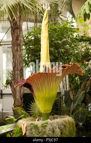 Bronx, USA. 27 juin 2018. Un Titan Arum ou 'corps' est la fleur en fleur au Jardin Botanique de New York pour la deuxième fois en deux ans. Cette fleur est de 77 pouces (195,58 cm) de hauteur et fleuriront pendant 24-36 heures avant de faner. Le jardin a ouvert une heure à l'avance et restera ouvert pendant de longues heures, alors que la fleur est sur l'affichage. Credit : Wanda Lotus/Alamy Live News. Credit : Wanda Lotus/Alamy Live News Banque D'Images