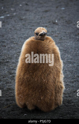 King Penguin chick avec des plumes de duvet brun sur plage de sable noir Banque D'Images