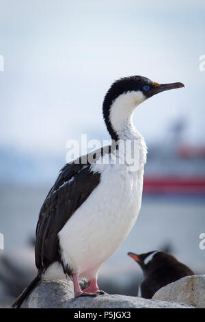 Blue-eyed shag, Antarctique Banque D'Images