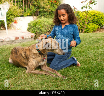 Girl brushing greyhound chien avec collier de serrage à l'extérieur sur l'herbe MR © Myrleen Pearson. Ferguson Cate Banque D'Images