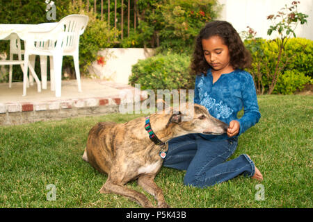 Girl brushing avec Greyhound de chien à l'extérieur sur l'herbe MR © Myrleen Pearson. Ferguson Cate Banque D'Images