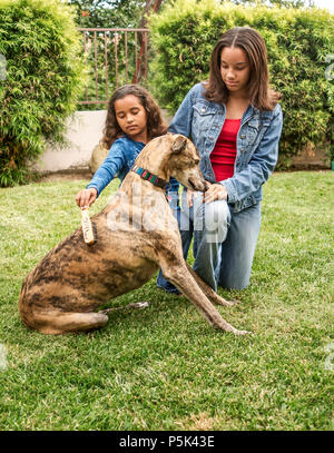 Deux jeunes soeur plus âgée avec Greyhound de brossage de chien à l'extérieur sur l'herbe MR © Myrleen Pearson. Ferguson Cate Banque D'Images