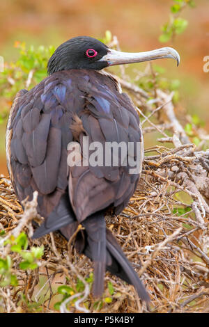 Femme Frégate superbe (Fregata magnificens) sur l'île Seymour Nord, Parc National des Galapagos, Equateur Banque D'Images