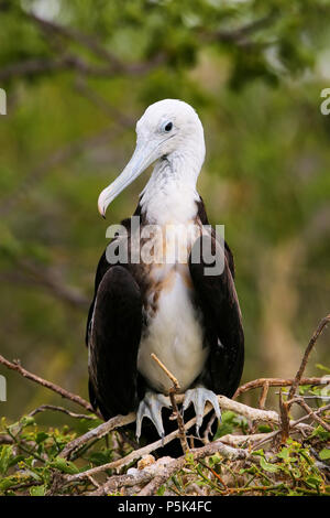 Baby Frégate superbe (Fregata magnificens) assis sur un arbre sur l'île Seymour Nord, Parc National des Galapagos, Equateur Banque D'Images