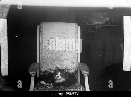 [Un chat (L Davies)] [GRAPHIC].. 1 : négatif, verre au collodion humide, n&b ; 11 x 16,5 cm. vers 1875. Thomas, John, 42 (L'un chat Davies) ANL3363243 Banque D'Images