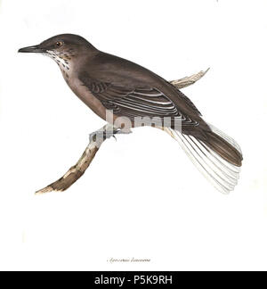 N/A. Agriornis leucurus ( = Agriornis montanus leucura) . 1839. John Gould (1804-1881) Noms alternatifs Gould zoologiste Britannique Description Date de naissance/décès 14 Septembre 1804 2 mars 1881 Lieu de naissance/décès, Lyme Regis London Authority control : Q313787 VIAF:29597222 ISNI:0000 0001 2125 9888 ULAN:500006638 RCAC:n79100355 ALN:35137514 69 WorldCat Agriornis leucurus Banque D'Images