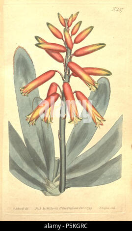 N/A. Illustration de l'Aloe plicatilis . 1799. William Curtis (1746-1799) 87 L'Aloe plicatilis Banque D'Images