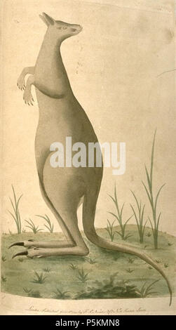N/A. Libre à Shaw, George, 1751-1813. Le Naturalist's Miscellany : chiffres de couleur ou d'objets naturels ; dessiné et décrit à partir de la Nature. Immédiatement Londres : Imprimé pour Nodder & Co., 1789-1813. L'illustration est celle de ... un bunyip je vais vérifier sur cette. vers 1789. Frederick P. Nodder 110 espèces des antipodes, par George Shaw Banque D'Images