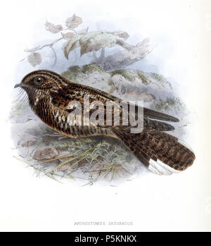 N/A. Antrostomus saturatus . 1904. John Gerrard Keulemans (1842-1912) Alternative Names Johannes Gerardus Keulemans ; J. G. Keulemans ornithologue néerlandais Description et l'artiste Date de naissance/décès 8 Juin 1842 29 décembre 1912 Lieu de naissance/décès Rotterdam London Authority control : Q1335286 VIAF:42113661 ISNI:0000 0000 6313 981X ULAN:500041975 RCAC:no98083374 ALN:35268760 113 AntrostomusSaturatusKeulemans WorldCat Banque D'Images