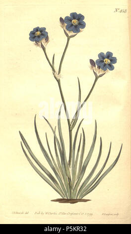 N/A. Illustration d'Aristea cyanea . 1799. William Curtis (1746-1799) 122 Aristea cyanea Banque D'Images