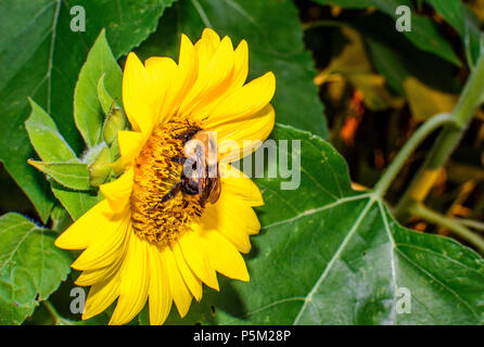 Un bourdon (Bombus) pollenates un tournesol (Helianthus annuus) Banque D'Images