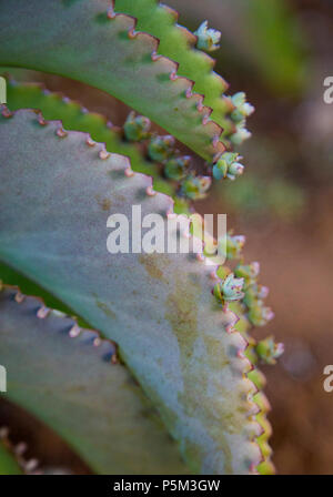 Cactus vert poussant dans la campagne malgache Banque D'Images