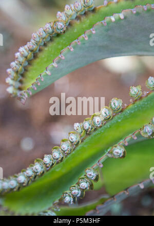 Cactus vert poussant dans la campagne malgache Banque D'Images