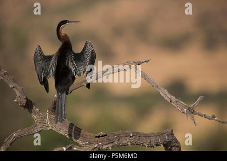 Le dard de l'Afrique, le Parc National de Pilanesberg Banque D'Images