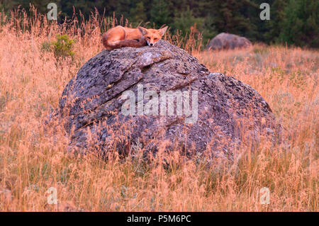 Red Fox, Iwetemlaykin State Park, le Hells Canyon National Scenic Byway, Oregon Banque D'Images