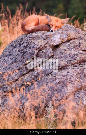 Red Fox, Iwetemlaykin State Park, le Hells Canyon National Scenic Byway, Oregon Banque D'Images