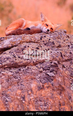 Red Fox, Iwetemlaykin State Park, le Hells Canyon National Scenic Byway, Oregon Banque D'Images