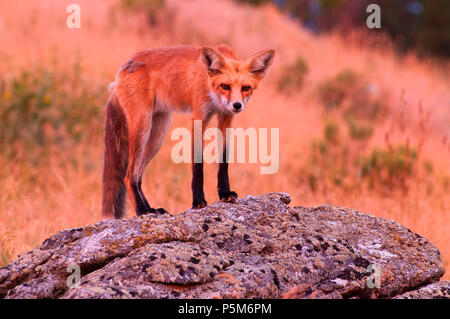 Red Fox, Iwetemlaykin State Park, le Hells Canyon National Scenic Byway, Oregon Banque D'Images