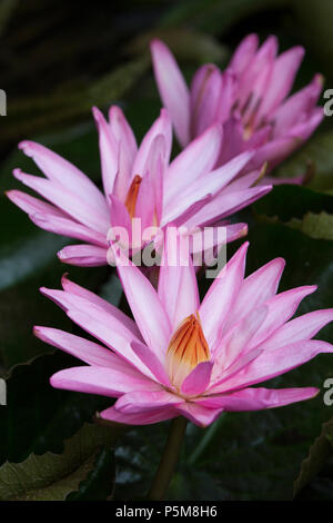 Water Lily close up, Madagascar Banque D'Images