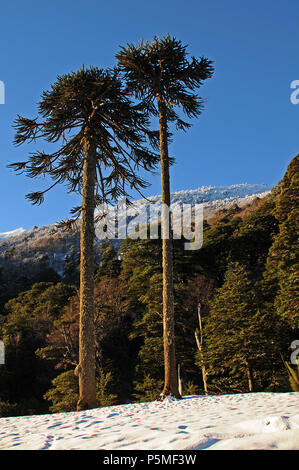 Sudamerica, Chili, Araucania, Alto Biobio Banque D'Images