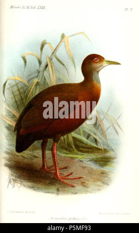 N/A. L'aramide gutturalis, Red-throated Wood-rail . 1894. John Gerrard Keulemans (1842-1912) Alternative Names Johannes Gerardus Keulemans ; J. G. Keulemans ornithologue néerlandais Description et l'artiste Date de naissance/décès 8 Juin 1842 29 décembre 1912 Lieu de naissance/décès Rotterdam London Authority control : Q1335286 VIAF:42113661 ISNI:0000 0000 6313 981X ULAN:500041975 RCAC:no98083374 ALN:35268760 118 AramidesGutturalisKeulemans WorldCat Banque D'Images