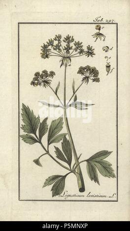 Le Ligusticum levisticum Photo Stock - Alamy