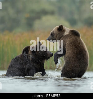 Les ours bruns d'eurasie Europaeische / Braunbaeren ( Ursus arctos ) combats, luttant, ludique combat entre deux adolescent dans les eaux peu profondes d'un lac Banque D'Images