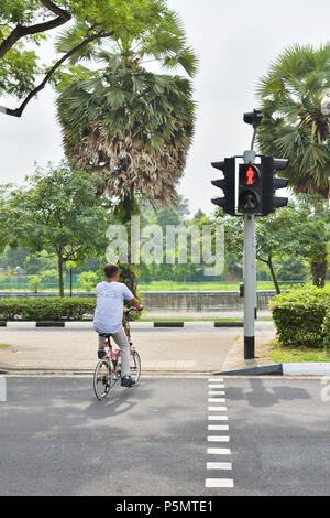 Singapour. Un cycliste de rupture clairement les règles de circulation par pas de descendre du vélo pour pousser au passage piétons, et ne tient pas compte de la lumière rouge. Banque D'Images