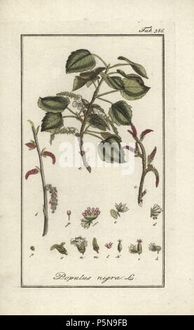 Peuplier noir, Populus nigra. Gravure coloriée à la botanique sur cuivre de Johannes Zorn's 'Image Artseny-Gewassen', der Jan Christiaan Sepp, Amsterdam, 1796. Zorn publié pour la première fois son illustration botanique médicale à Nuremberg en 1780 avec 500 planches, et une édition néerlandaise a suivi en 1796 publié par J.C. Sepp avec 100 autres plaques. Zorn (1739-1799) était un pharmacien et botaniste allemand qui a perçu plantes médicales de toute l'Europe pour son 'icones plantarum medicinalium' pour les apothicaires et médecins. Banque D'Images