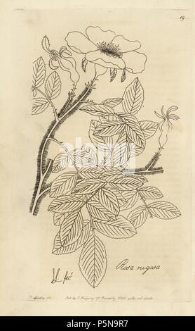 Ramanas rose du Japon, Rosa rugosa. Gravée sur cuivre par Watts à partir d'une illustration par John Lindley à partir de son propre 'Monographia Rosarum, ou un jardin botanique Histoire de Roses, Londres, Ridgeway, 1820. Lindley (1799-1865) était un botaniste anglais qui s'est spécialisé dans les roses et les orchidées. Lindley a écrit et illustré cette monographie lorsque seulement 22 ans. Il a ensuite éditer le registre 'Jardin Botanique' de 1829 à 1847. Banque D'Images