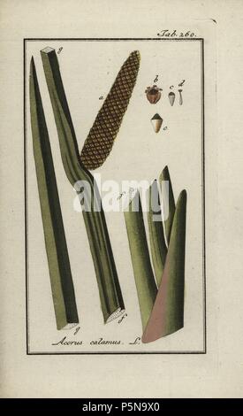 Sweet flag, Acorus calamus. Gravure coloriée à la botanique sur cuivre de Johannes Zorn's 'Image Artseny-Gewassen', der Jan Christiaan Sepp, Amsterdam, 1796. Zorn publié pour la première fois son illustration botanique médicale à Nuremberg en 1780 avec 500 planches, et une édition néerlandaise a suivi en 1796 publié par J.C. Sepp avec 100 autres plaques. Zorn (1739-1799) était un pharmacien et botaniste allemand qui a perçu plantes médicales de toute l'Europe pour son 'icones plantarum medicinalium' pour les apothicaires et médecins. Banque D'Images