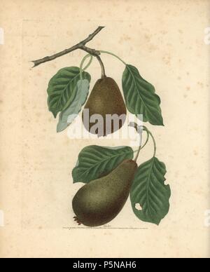 Variétés de poires, Pyrus communis : Citron de calmes et Jargonelle. Gravure coloriée à crépi d'une illustration par George Brookshaw de son propre "Pomona Britannica, Londres, Longman, Hurst, etc., 1817. Les quarto édition de l'original folio édition publiée à partir de 1804-1812. Brookshaw (1751-1823) était un ébéniste qui a disparu dans les années 1790 avant de revenir en tant que peintre de fleurs avec le nouveau traité d'anonyme de 'fleurs', 1797. Banque D'Images