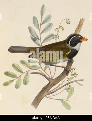 N/A. Anglais : Arremon aurantiirostris  = Arremon aurantiirostris (Orange-billed Sparrow) English : Arremon aurantiirostris  = Arremon aurantiirostris (Tohi à bec orange) . 1849. Marc Athanase Parfait Oeillet Des murs (1804-1894) Les noms alternatifs des murs ornithologue français Description, homme politique et historien Date de naissance/décès 18 Avril 1804 25 février 1894 Lieu de naissance/décès Paris Nogent-le-Rotrou contrôle d'autorité : Q971770 VIAF:34845447 ISNI:0000 0000 7990 3253 RCAC:c2004036596 ALN:35302280 GND:102465703 Arremon aurantiirostris WorldCat 140 1849 Banque D'Images