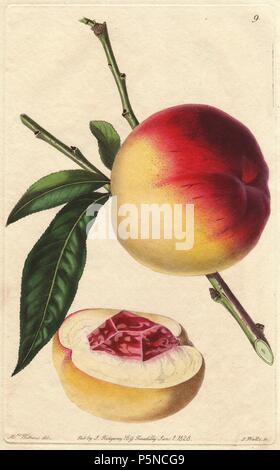 Catharine peach, Prunus persica, une vieille variété et très précieux. La gravure sur cuivre coloriée par S. Watts à partir d'une illustration botanique par Augusta Withers de John Lindley's 'James', Magazine Pomologique Ridgway, Londres, 1828. Le magazine a été publié en trois volumes de 1828 à 1830 et a mis fin à 152 Plaque en raison d'un différend entre les éditeurs. Lindley (1795-1865) était un botaniste et jardinier qui a publié des livres sur des roses, des orchidées, et des fruits. Mme Withers (1793-1877) était un éminent artiste botanique Victorien et peintre de fleurs en commun pour la reine Adélaïde. Banque D'Images