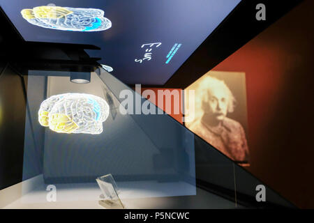 Deux sections histologiques du cerveau d'Albert Einstein (1879-1955) ci-dessous et d'un hologramme en trois dimensions de son cerveau illustré dans l'exposition 'Le cerveau - l'intelligence, Conscience, sentiment' dans la LWL Musée d'Histoire Naturelle, Münster, Allemagne, 2018 Jujy (prêteur : Mütter Museum, New York) Banque D'Images