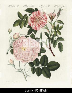 La cannelle rose, Rosa majalis, et Sweet Briar, Rosa rubiginosa, Rosa Rose flore carneo. Coloriée à la gravure sur cuivre à partir d'une illustration tirée de la nature par Stark de Bertuch's 'Bilderbuch fur Kinder" (Livre d'images pour les enfants), Weimar, 1790-1830. Johann Friedrich Bertuch (1747-1822) était un éditeur allemand et l'homme des arts le plus célèbre pour son encyclopédie 12 volumes pour les enfants illustrés de 1 200 plaques gravées sur l'histoire naturelle, de la science, le costume, la mythologie, etc. Banque D'Images