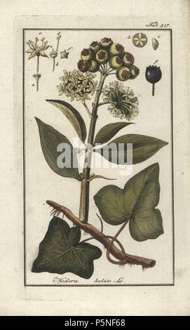 Lierre, Hedera helix, montrant les feuilles et les baies. Gravure coloriée à la botanique sur cuivre de Johannes Zorn's 'Image Artseny-Gewassen', der Jan Christiaan Sepp, Amsterdam, 1796. Zorn publié pour la première fois son illustration botanique médicale à Nuremberg en 1780 avec 500 planches, et une édition néerlandaise a suivi en 1796 publié par J.C. Sepp avec 100 autres plaques. Zorn (1739-1799) était un pharmacien et botaniste allemand qui a perçu plantes médicales de toute l'Europe pour son 'icones plantarum medicinalium' pour les apothicaires et médecins. Banque D'Images