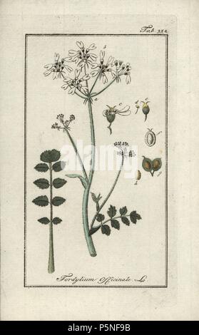 Hartwort, Tordylium apulum. Gravure coloriée à la botanique sur cuivre de Johannes Zorn's 'Image Artseny-Gewassen', der Jan Christiaan Sepp, Amsterdam, 1796. Zorn publié pour la première fois son illustration botanique médicale à Nuremberg en 1780 avec 500 planches, et une édition néerlandaise a suivi en 1796 publié par J.C. Sepp avec 100 autres plaques. Zorn (1739-1799) était un pharmacien et botaniste allemand qui a perçu plantes médicales de toute l'Europe pour son 'icones plantarum medicinalium' pour les apothicaires et médecins. Banque D'Images