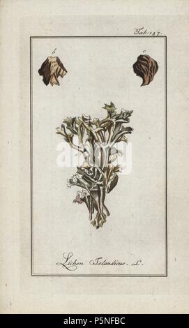 Le lichen d'Islande Cetraria islandica, originaire d'Islande et le nord de l'Amérique. Gravure coloriée à la botanique sur cuivre de Johannes Zorn's 'Image Artseny-Gewassen', der Jan Christiaan Sepp, Amsterdam, 1796. Zorn publié pour la première fois son illustration botanique médicale à Nuremberg en 1780 avec 500 planches, et une édition néerlandaise a suivi en 1796 publié par J.C. Sepp avec 100 autres plaques. Zorn (1739-1799) était un pharmacien et botaniste allemand qui a perçu plantes médicales de toute l'Europe pour son 'icones plantarum medicinalium' pour les apothicaires et médecins. Banque D'Images