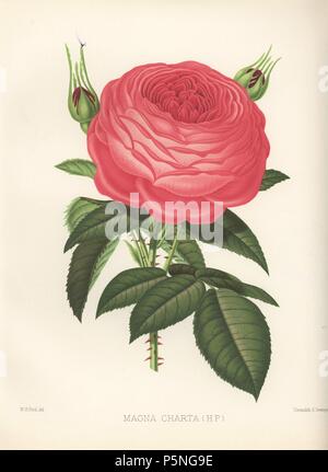 Magna Charta rose hybride. Chromolithographie par Georges Severeyns à partir d'une illustration par Walter H. Fitch de William Paul's 'Le Jardin de roses en deux divisions, Londres, 1888. Publié pour la première fois en 1848 avec 15 plaques de couleur, 'La Roseraie' est rapidement devenu un ouvrage de référence sur les roses et courut à 10 éditions, la dernière en 1903. Les illustrations pour la 9e édition ont été par Walter Fitch, le célèbre artiste qui a illustré Curtis' 'Botanical Magazine" pour de nombreuses années. Banque D'Images